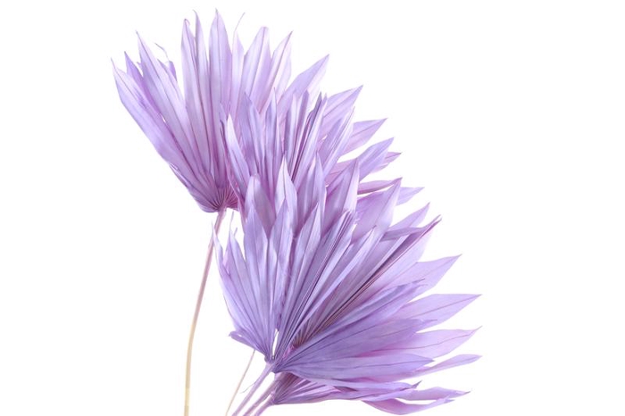 <h4>Palm Sun Lilac</h4>