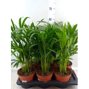 Dypsis lutescens   ...Chrysalidoca