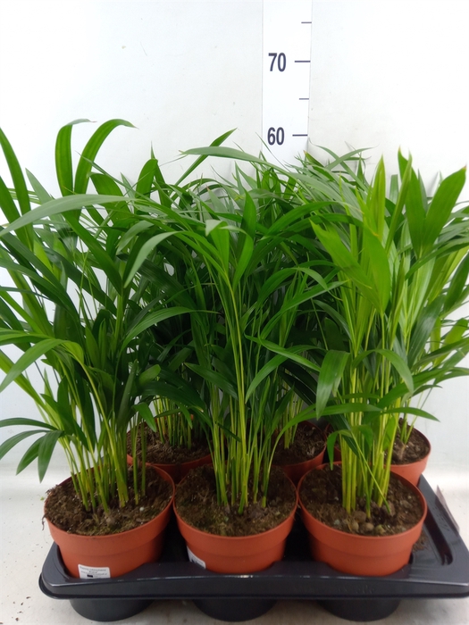 <h4>Dypsis lutescens   ...Chrysalidoca</h4>