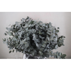 Euca Cinerea Short 300gr P Bunch