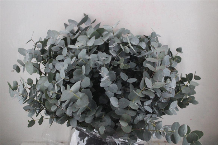 <h4>Euca Cinerea Short 300gr P Bunch</h4>