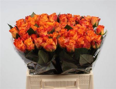 <h4>R Gr Mariyo!</h4>