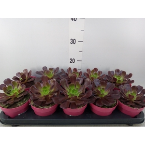 Aeonium arboreum 'Velours'