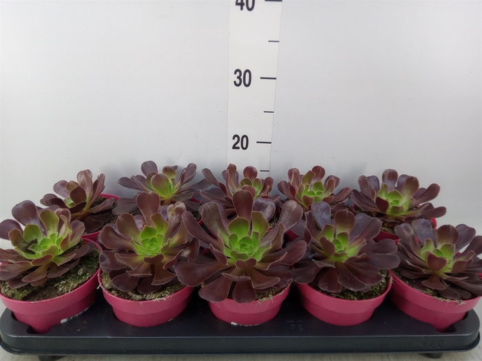 <h4>Aeonium arboreum 'Velours'</h4>