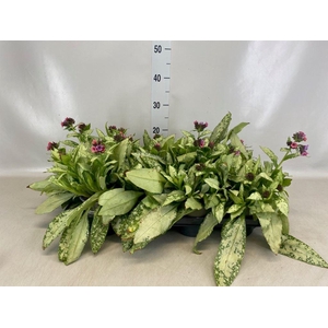 Pulmonaria sacc. 'Pink Dawn'