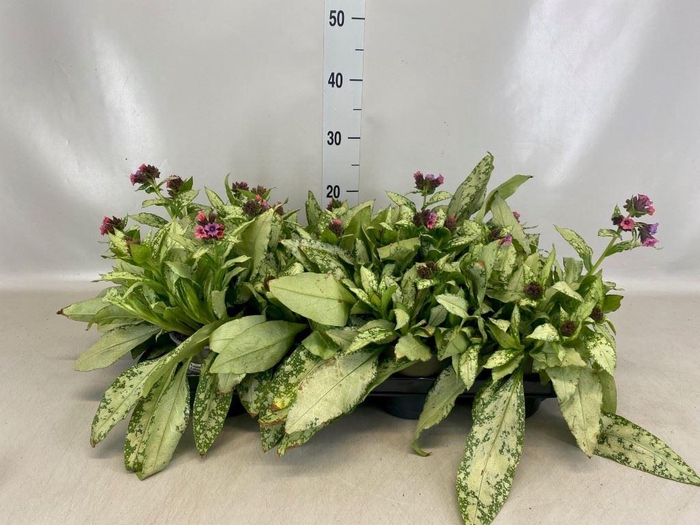 <h4>Pulmonaria sacc. 'Pink Dawn'</h4>