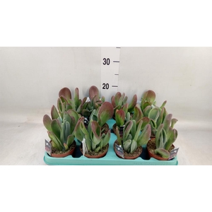 Kalanchoe NF   ...