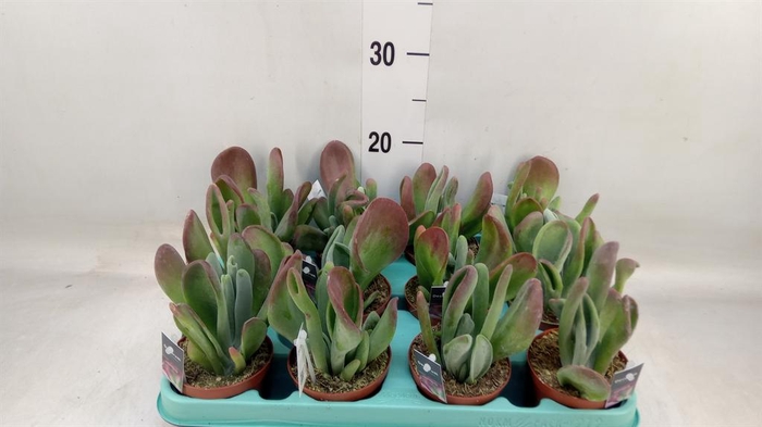 <h4>Kalanchoe NF   ...</h4>