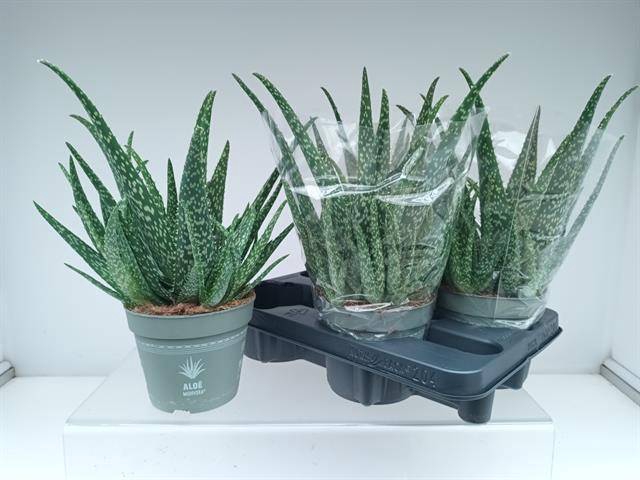 <h4>ALOE VERA</h4>