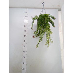 Aeschynanthus  'Twister'