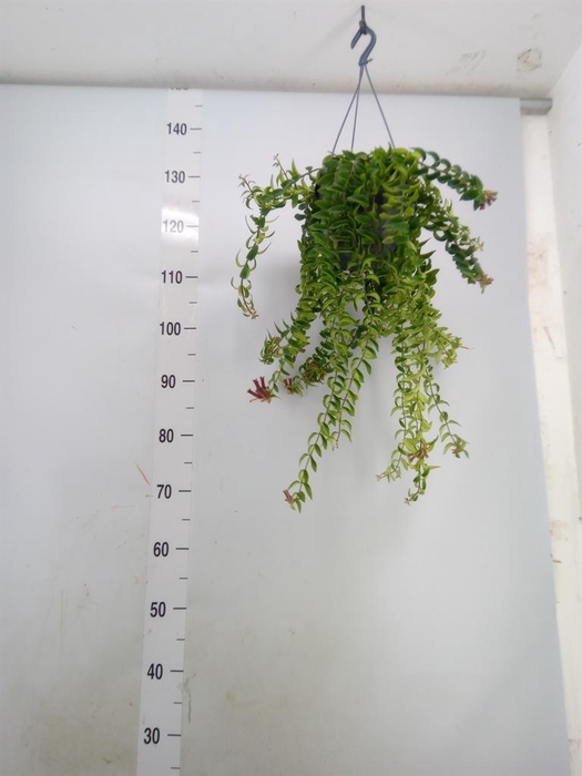 <h4>Aeschynanthus  'Twister'</h4>