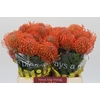 Nutans Ayoba Mandarin Zest