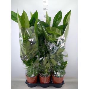 Schefflera actin. 'Amate'