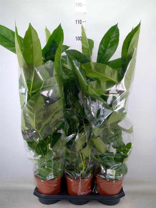 <h4>Schefflera actin. 'Amate'</h4>