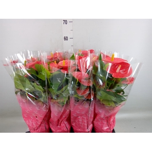 Anthurium andr.   ...