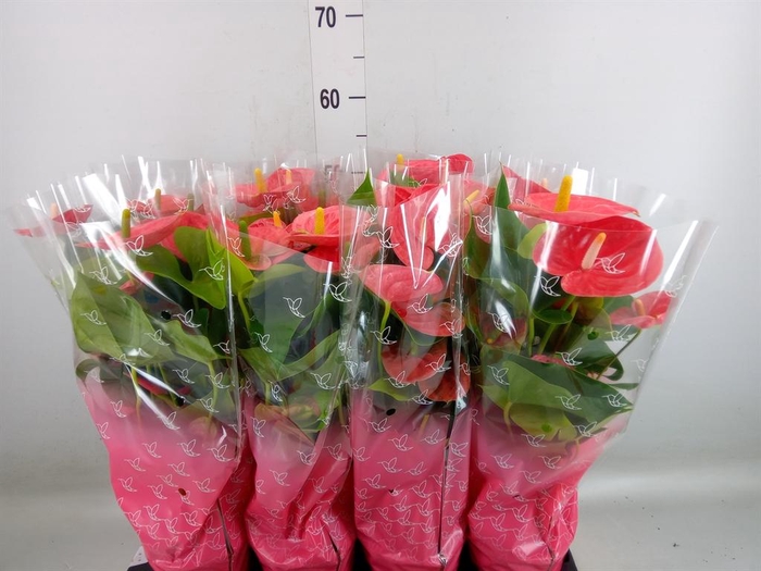 <h4>Anthurium andr. ...</h4>
