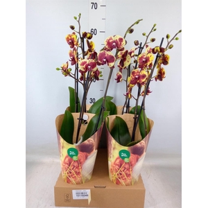 Phalaenopsis   ...yellow