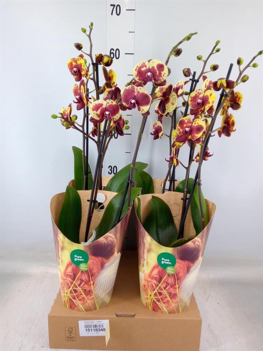 <h4>Phalaenopsis   ...yellow</h4>