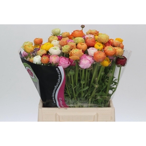 Ranunculus Rainbow A1