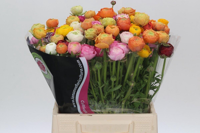<h4>Ranunculus Rainbow A1</h4>