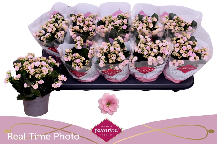 <h4>KAL GE PERFECTA PINK</h4>