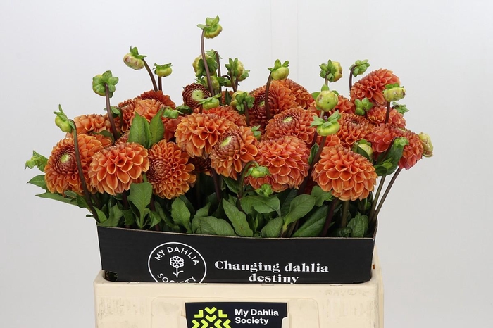 <h4>Dahlia Cornel Bronze</h4>