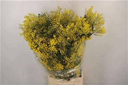 <h4>Acacia Mirandol Per Bunch 400 Gram</h4>