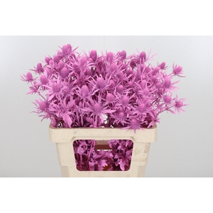 Eryn Orion Kl Bh New Roze