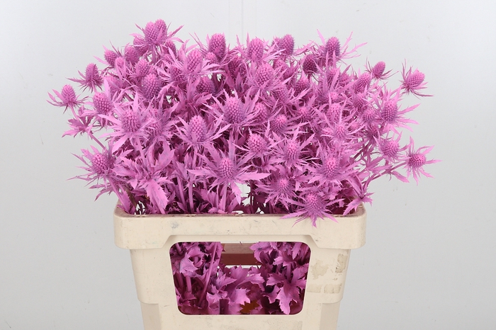 <h4>Eryn Orion Kl Bh New Roze</h4>
