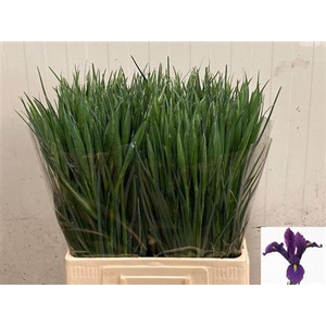 Iris Hong Kong