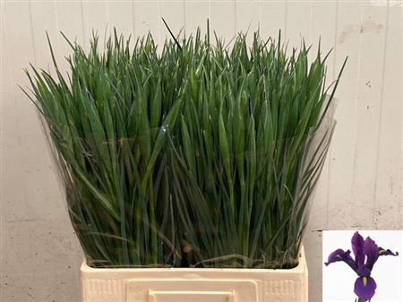 <h4>Iris Hong Kong</h4>