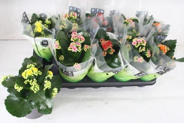 <h4>KAL GE GEM 4 KL</h4>