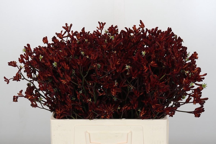 <h4>Anigozanthos Bush Ruby</h4>