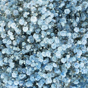 Gypsophila Xlence Dark Blue 40gr