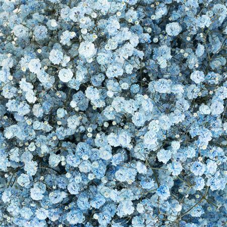 <h4>Gypsophila Xlence Dark Blue 40gr</h4>