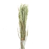 Dried Avena Wild Natural Green