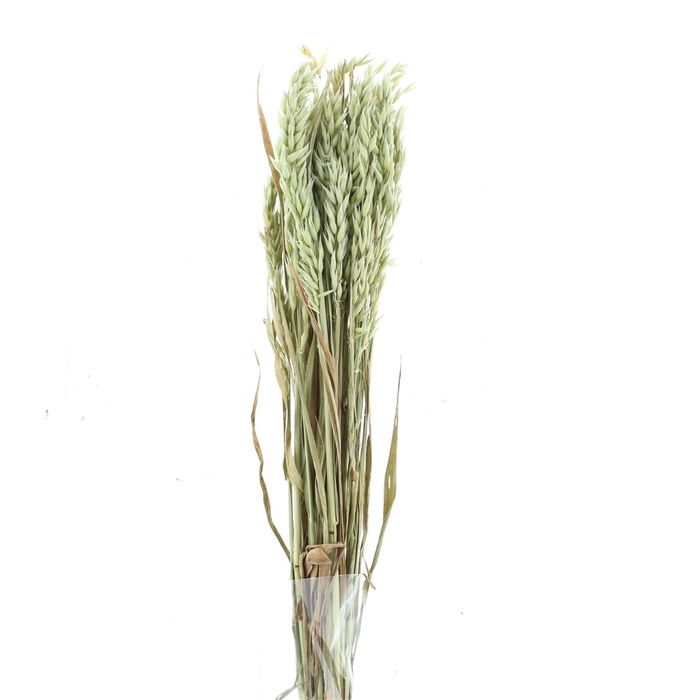 <h4>Dried Avena Wild Natural Green</h4>