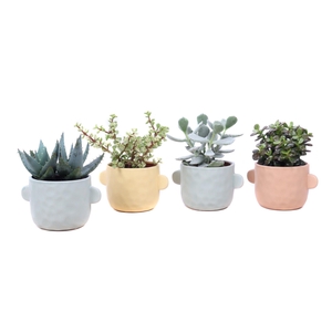 Succulent mix 10,5 cm in Bryggen sierpot