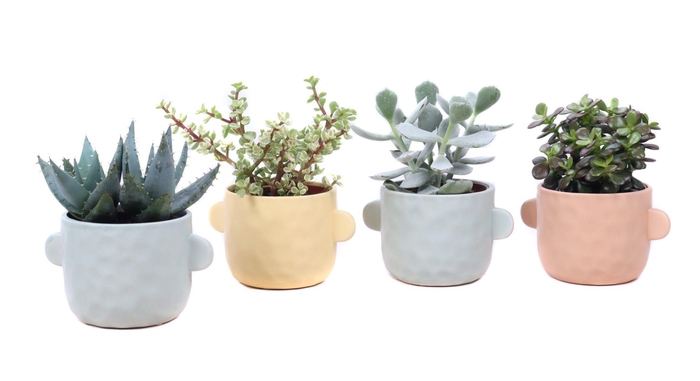 <h4>Succulent mix 10,5 cm in Bryggen sierpot</h4>