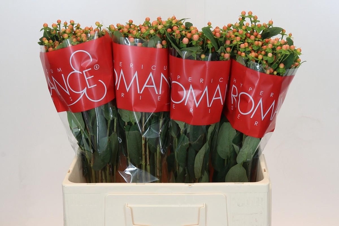 Hypericum Mellow Romance