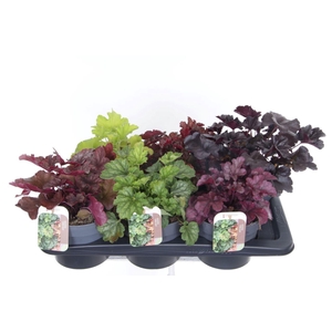 Heuchera Terra nova