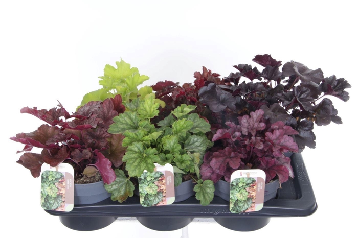 <h4>Heuchera Terra nova</h4>