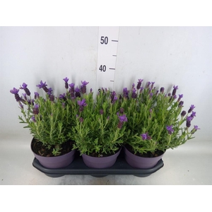 Lavandula stoec. 'Anouk'