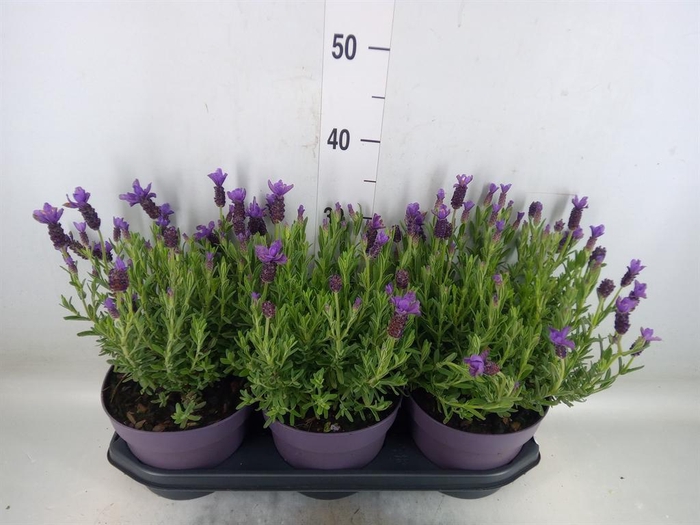 <h4>Lavandula stoec. 'Anouk'</h4>