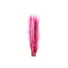 Cortaderia Cerise