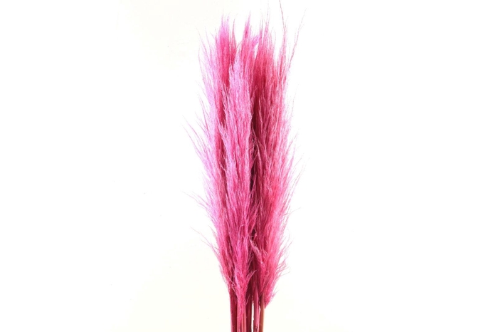 Cortaderia Cerise