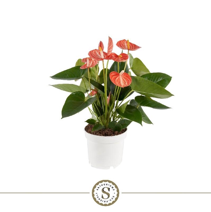 <h4>Anthurium Andreanum Livium Orange</h4>