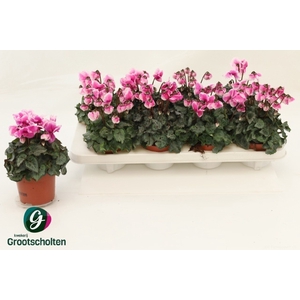 CYCL KL METIS CL SAL