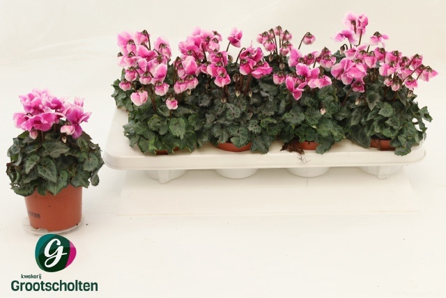 <h4>CYCL KL METIS CL SAL</h4>