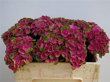 <h4>Hydr M Charlotte Red</h4>